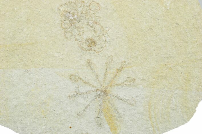Floating Crinoid (Saccocoma) Fossils - Solnhofen Limestone #353568